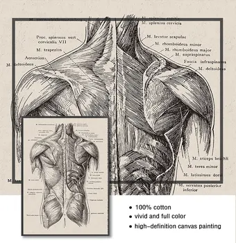 Ziemeļvalstu Audekls Drukāt Izglītības Krāsošana Mūsdienu Dekori Cilvēka Anatomija Mākslas Darbu Medicīnas Sienas Attēlu Muskuļu Skeleta Vintage Plakāts